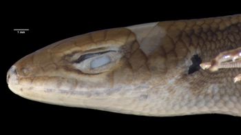 Media type: image;   Herpetology R-141880 Aspect: head lateral
